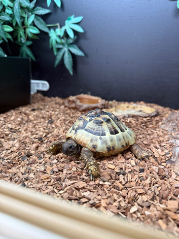 Female Hermann Tortoise For Sale