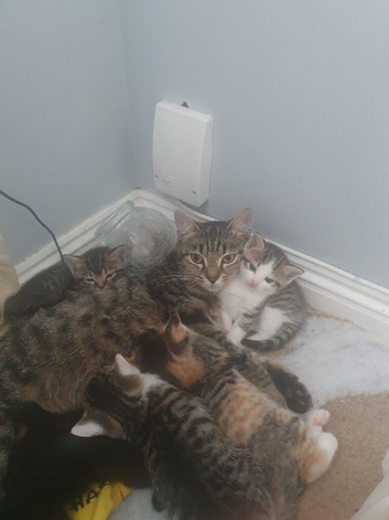 Gorgeous kittens, playful, calm and loving