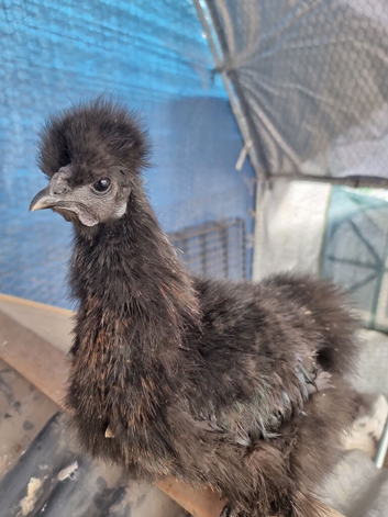 Silkie Cockerels