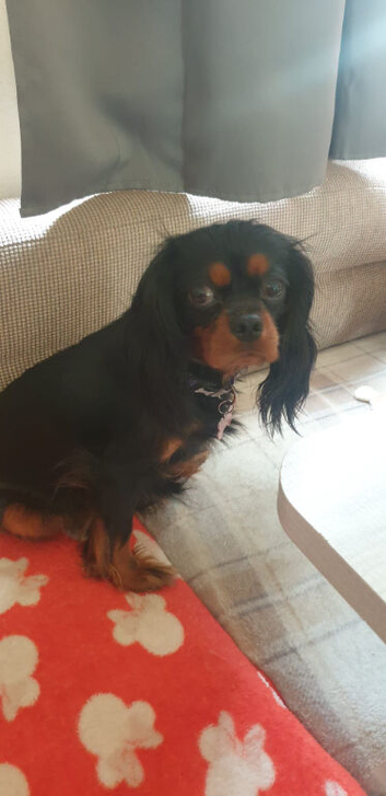 king charles cavalier puppy