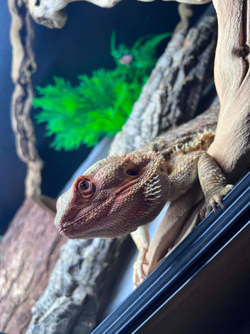 bearded dragon