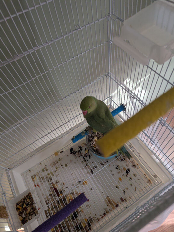 Ringneck bird