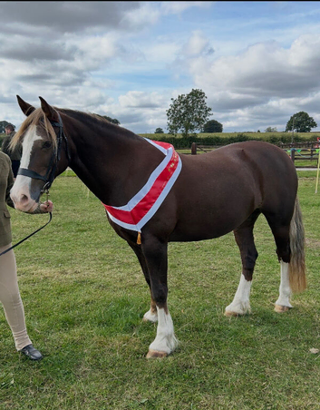 Chestnut Welsh Section D mare