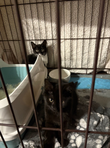 Looking for a forever home for 2 little ladies, 9 weeks old, one all black and one black and white, must be homed as a pair as they love one another s