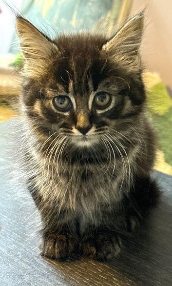 2 lovely kittens, 2 white and a long hair tabby