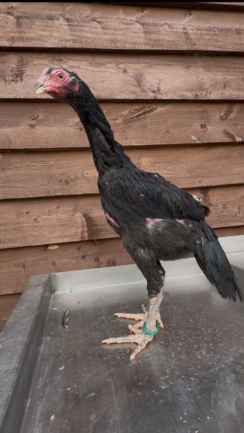 Black o shamo pair