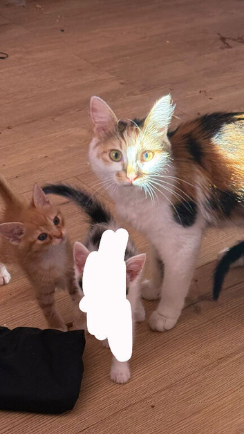 3 kittens