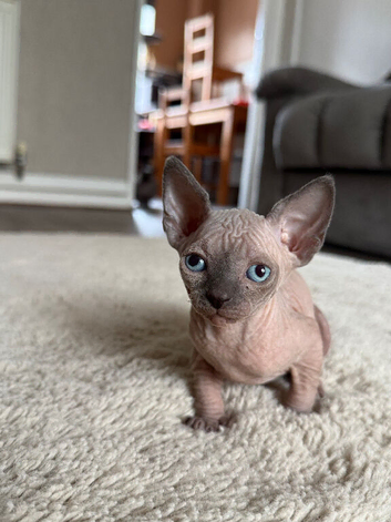 1 girls left Canadian Elf Sphynx