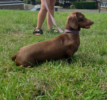 For sale chochlate brow dashund