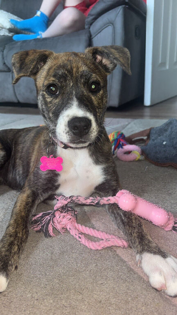 Staffy/husky 14 weeks old