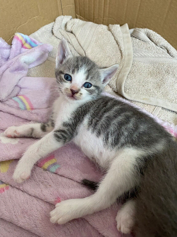 4 Adorable Mixed-Breed Kittens 2 Girls & 2 Boys in Colchester