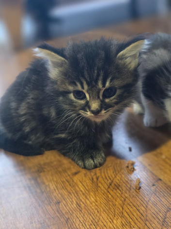 Cross Maincoon kittens
