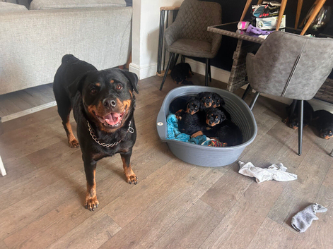 Rottie puppies ready to go now