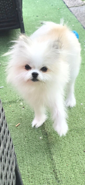Tiny Pomeranian x