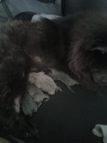 Chow chow puppies ready in 7 week