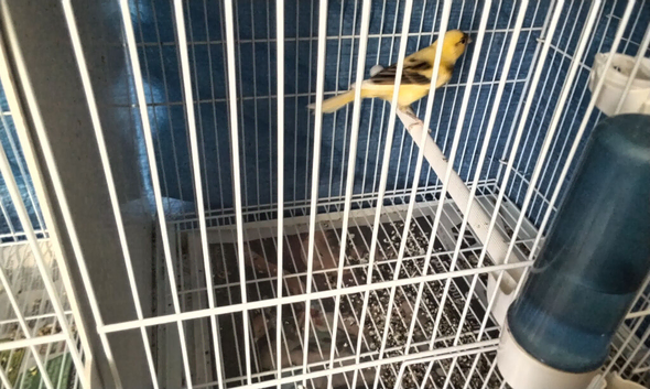 Canary