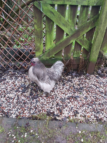 Silkie Cockerel, free to good home.