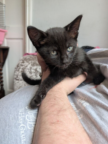2 kittens currently 8 weeks white and grey and black and white sold