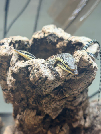 Baby Kimberly rock monitors