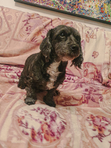 Miniture Cocker Spaniel mix - Female