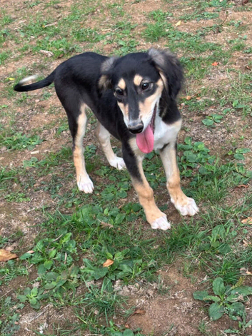 Saluki puppy