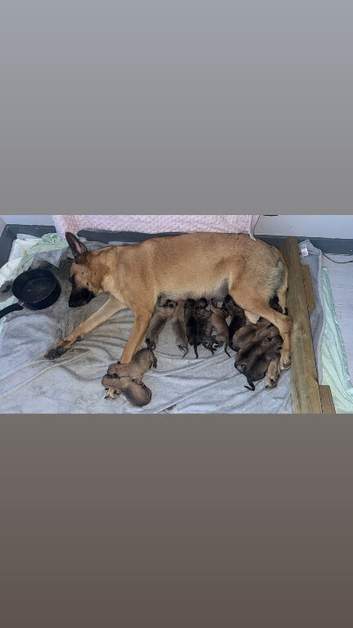 Belgian Malinois cross  Perro de Presa Canario
