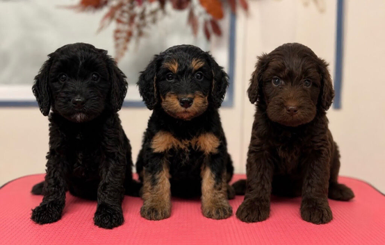 F1b stunning cockapoos