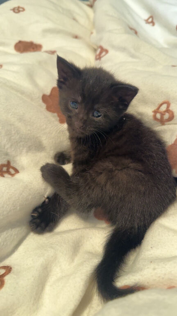 Adorable kittens for sale