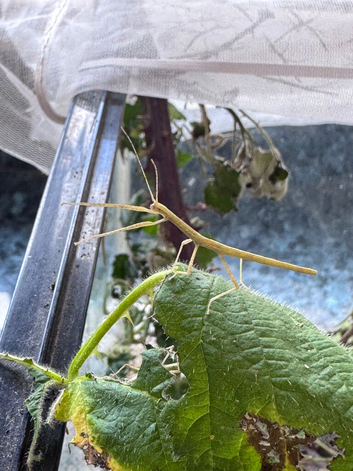 Indian stick insects.