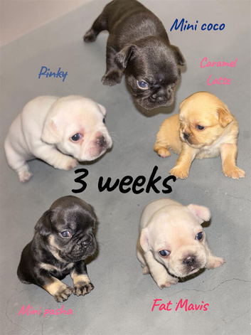 KC REG PEDIGREE FRENCH BULLDOG PUPPIES