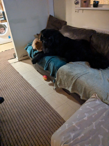 Dog for sale