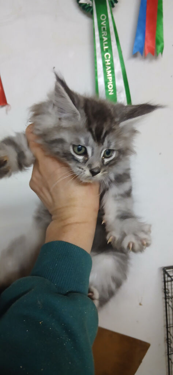 Maine coon kittens 2 left