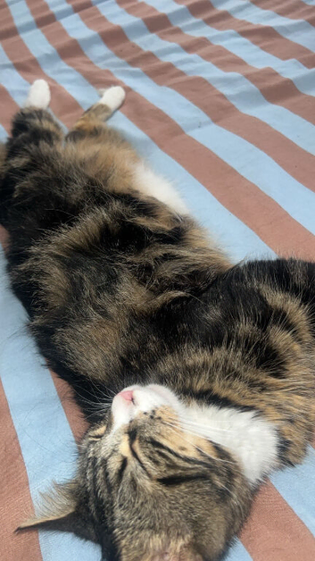 Maincoon/domestic bread.