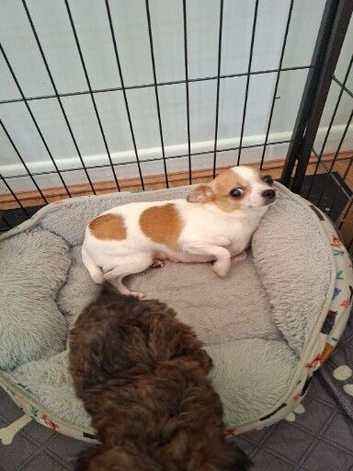 TOY POOLE X CHIHUAHUA (POOCHI) PUPPIES