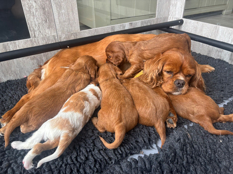 Beautiful KC Reg Cavaliers
