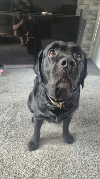 Black 6.5 years lab