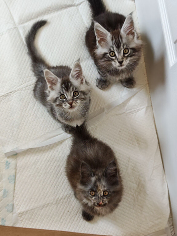 Maine Coon kittens