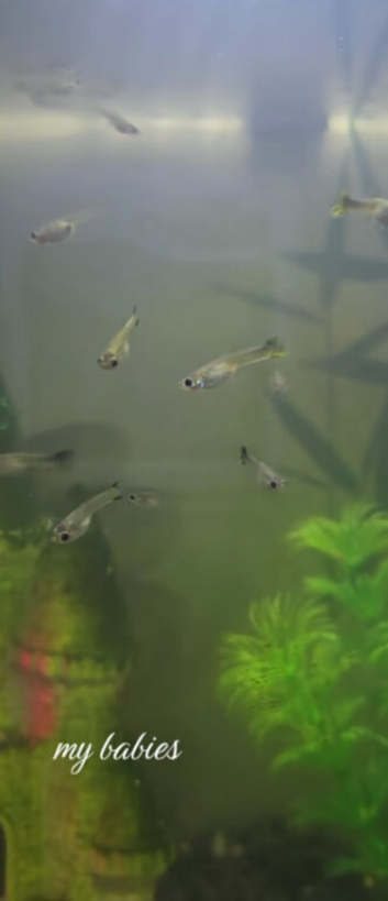 Baby guppies