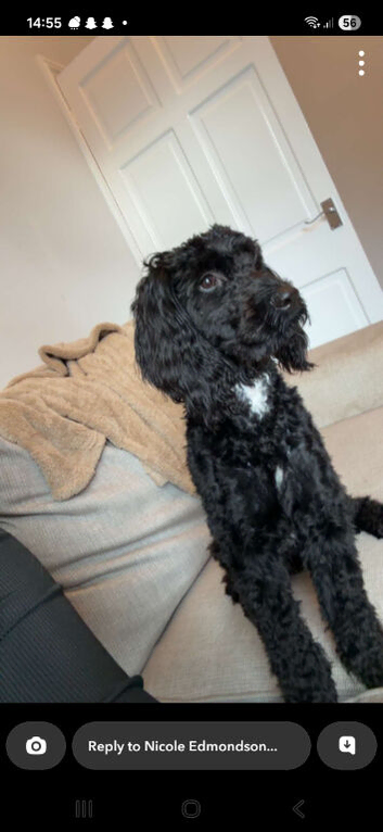 beautifull cockerpoo