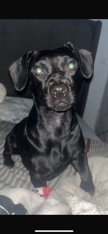 Dachshund x black lab