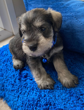 Adorable Mini Schnauzer pups - KC reg 5* Licensed Boys/Girls