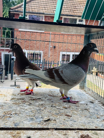 Racer breeder pair