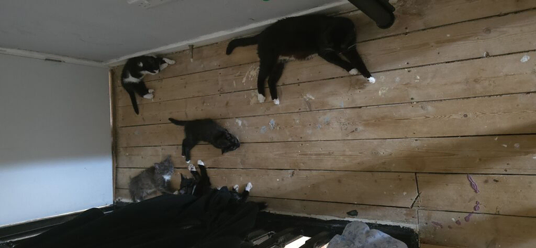 4 kittens ready to leave