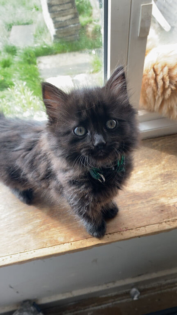 Last ragdoll kitten