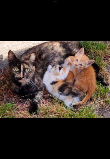 3 kittens left