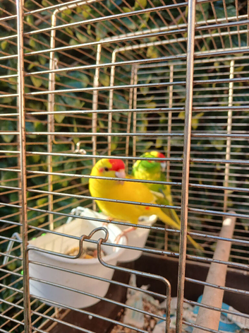 Young Pair of Kakarikis