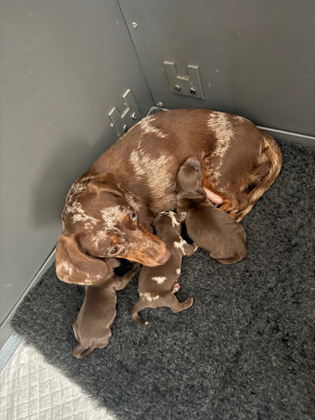 Miniature dachshund puppies