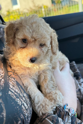 Poochon Puppies