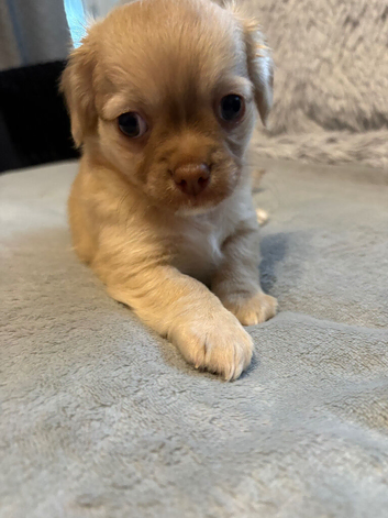 Adorable chihuahua puppies