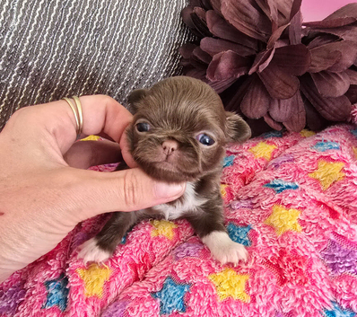 Gorgeous quality chocolate chihuahua longcoats